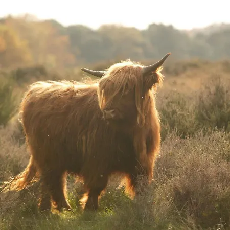 Feriehus In Near Mookerheide *
